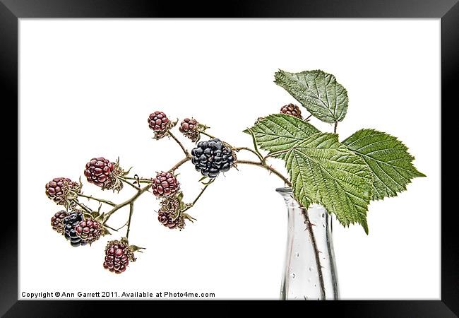 Blackberry Fruits Framed Print by Ann Garrett