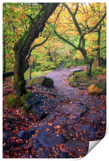 Padley Gorge Autumn Woodland Print by Tim Hill