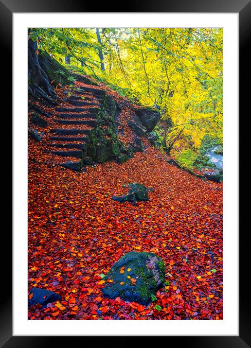 Padley Gorge Autumn Woodland Framed Mounted Print by Tim Hill