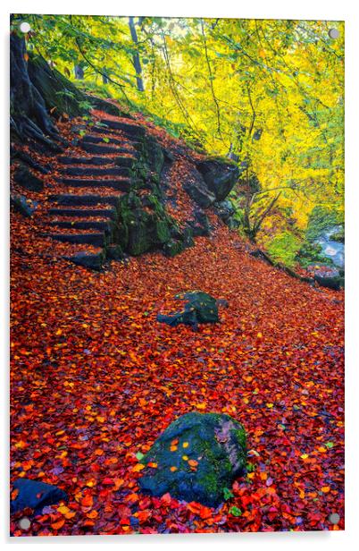 Padley Gorge Autumn Woodland Acrylic by Tim Hill