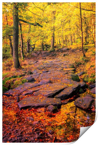 Enchanting Autumn Woods Print by Tim Hill