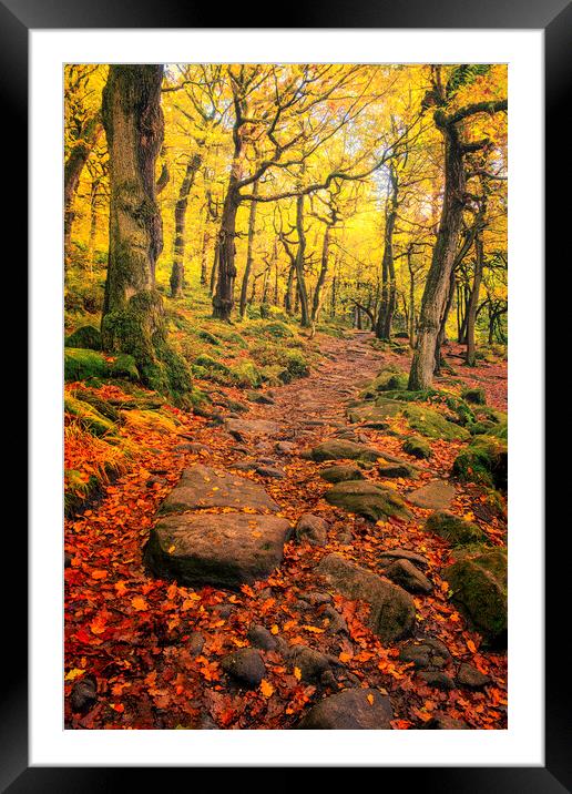 Padley Gorge Autumn Woodland Framed Mounted Print by Tim Hill
