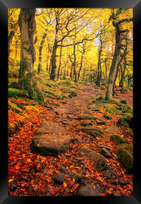 Padley Gorge Autumn Woodland Framed Print by Tim Hill