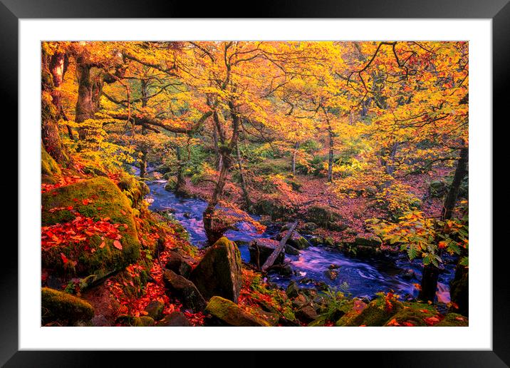 Captivating Autumnal Beauty Framed Mounted Print by Tim Hill