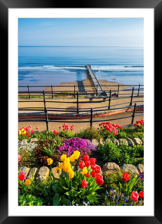 Spring Tulips at Saltburn by the sea Framed Mounted Print by Tim Hill