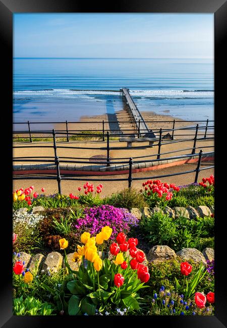 Spring Tulips at Saltburn by the sea Framed Print by Tim Hill