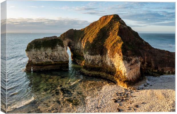 A Serene Seal Sanctuary Canvas Print by Tim Hill