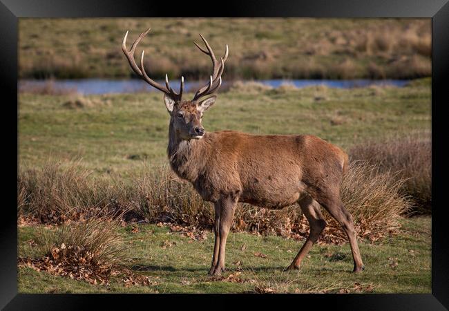 red deer stag Framed Print by Alan Tunnicliffe