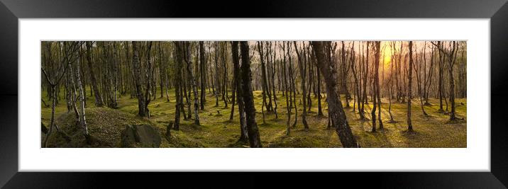 Bolehill Woodland Panorama  Framed Mounted Print by Alison Chambers