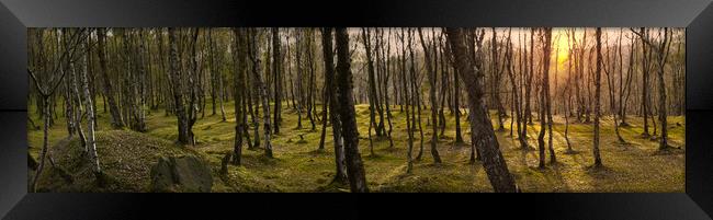 Bolehill Woodland Panorama  Framed Print by Alison Chambers