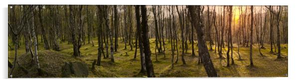 Bolehill Woodland Panorama  Acrylic by Alison Chambers