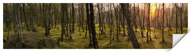 Bolehill Woodland Panorama  Print by Alison Chambers