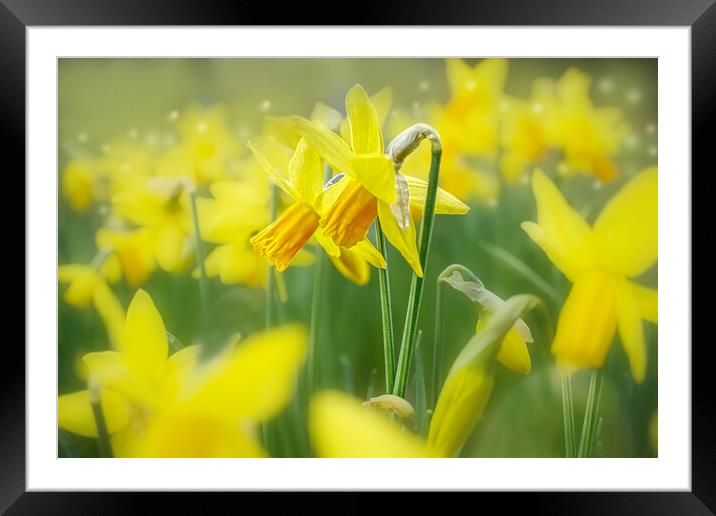 Daffodils  Framed Mounted Print by Alison Chambers