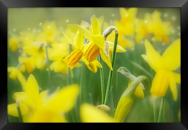Daffodils  Framed Print by Alison Chambers