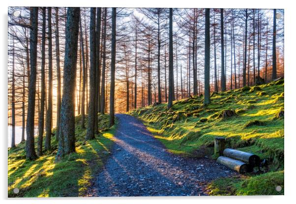 Sunlight through woodland, Buttermere  Acrylic by Tim Hill