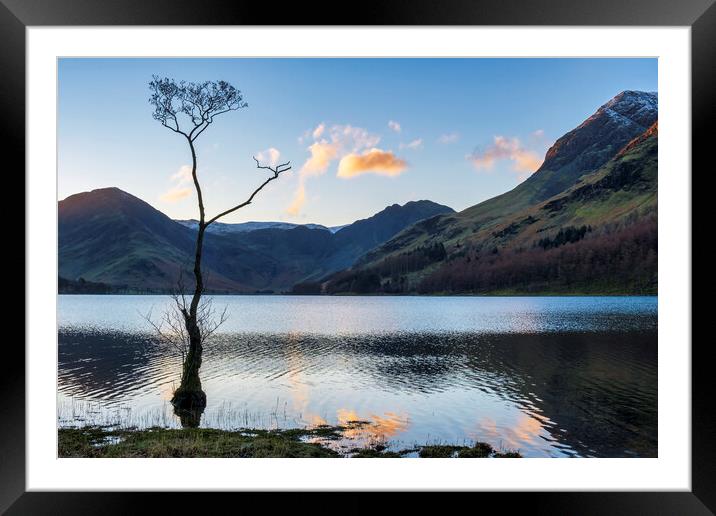 Lone Tree, Buttermere, Cumbria Framed Mounted Print by Tim Hill