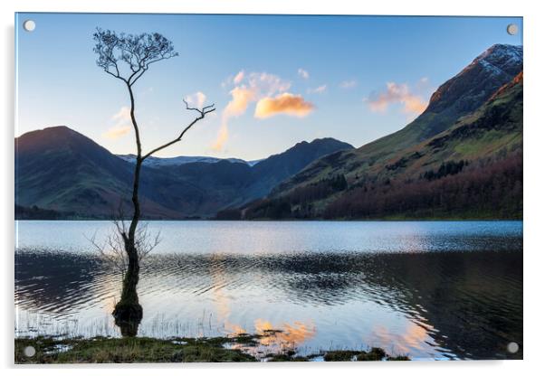 Lone Tree, Buttermere, Cumbria Acrylic by Tim Hill