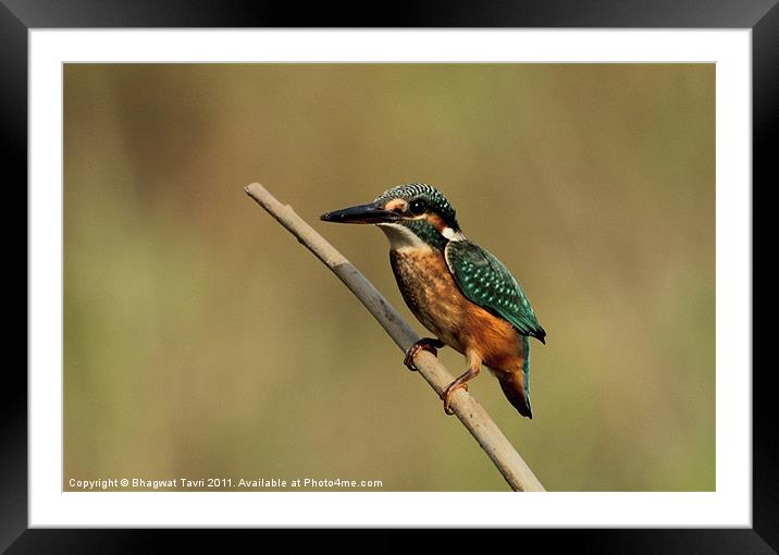 Common Kingfisher [f] Framed Mounted Print by Bhagwat Tavri