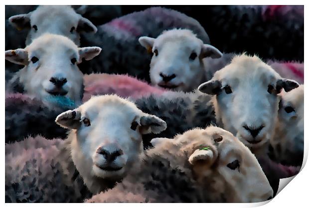 Flock Of Herdwicks Print by Steve Smith