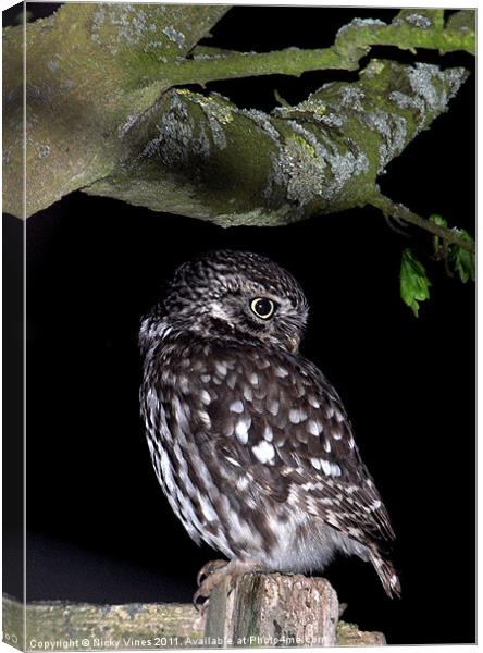Little Owl Canvas Print by Nicky Vines