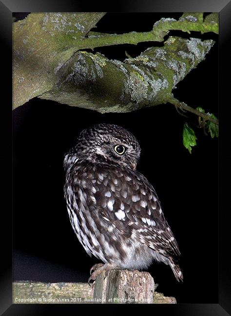 Little Owl Framed Print by Nicky Vines