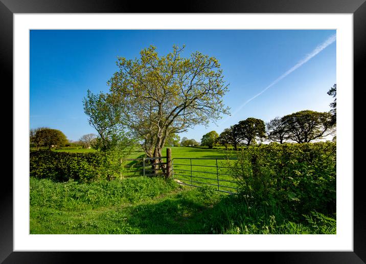 Country Scene Framed Mounted Print by Steve Smith
