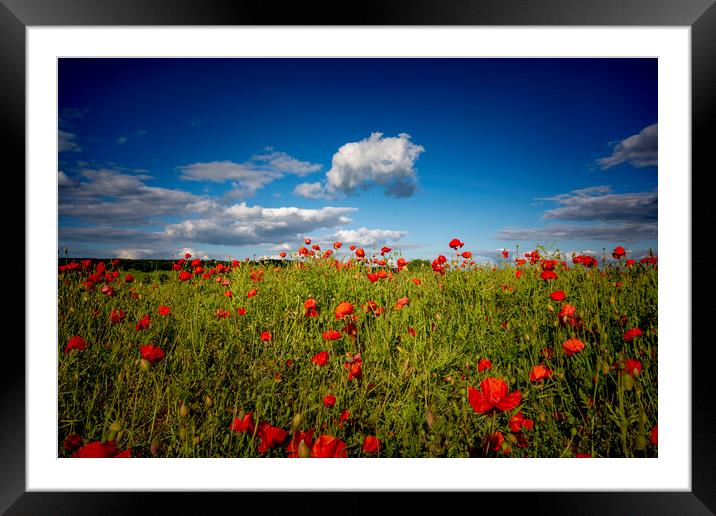 Fields Of Red Framed Mounted Print by Steve Smith
