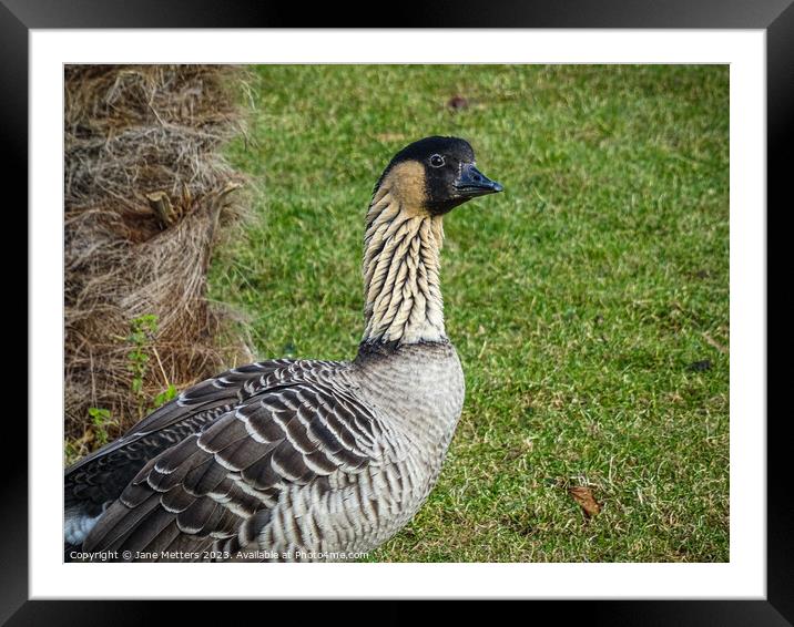 The Nene Goose  Framed Mounted Print by Jane Metters