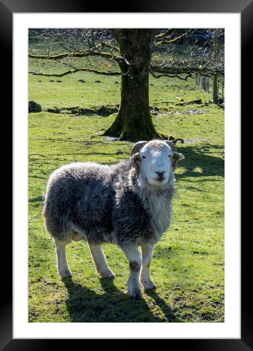 Herdwick Ram overlooking Buttermere Framed Mounted Print by Tim Hill