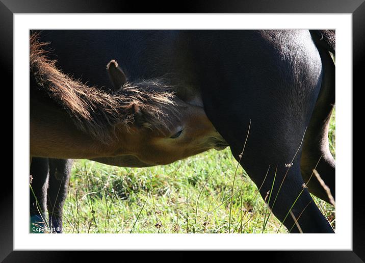 Wild foal feeding from mare Framed Mounted Print by suzy ainley