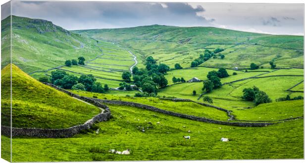 Dry Stone Walls Yorkshire Dales Canvas Print by Tim Hill