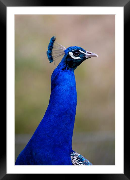Peacock Framed Mounted Print by Steve Smith