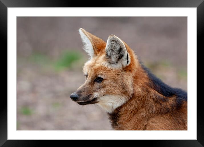 Maned Wolf Framed Mounted Print by Steve Smith