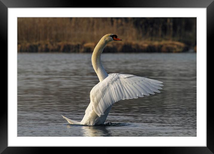 River Waal Swan Framed Mounted Print by Steve Smith
