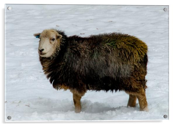 Herdwick Sheep Acrylic by Steve Smith