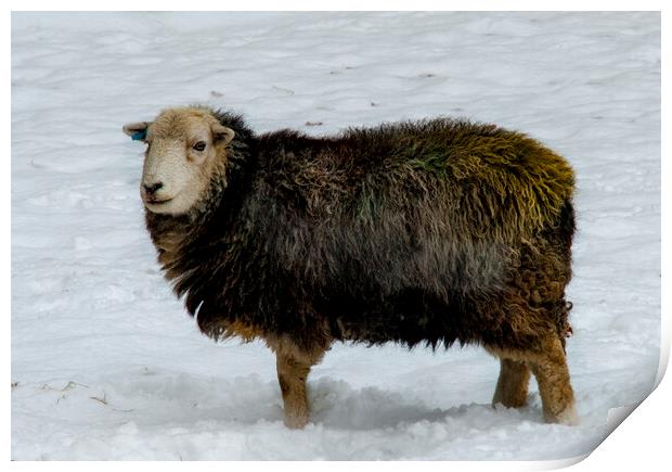Herdwick Sheep Print by Steve Smith