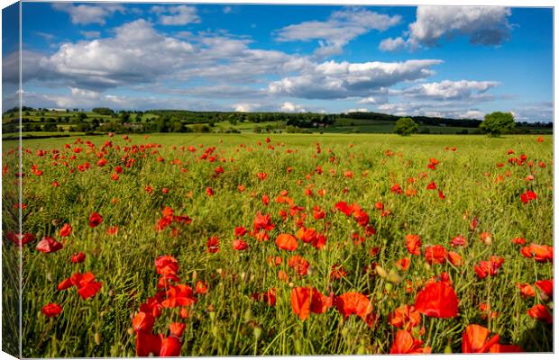 Gilling West Poppies Canvas Print by Steve Smith