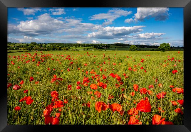 Gilling West Poppies Framed Print by Steve Smith