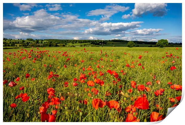Gilling West Poppies Print by Steve Smith