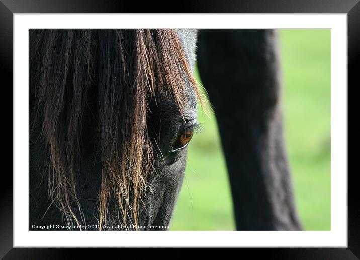 Horses face close up Framed Mounted Print by suzy ainley