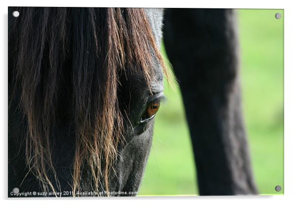 Horses face close up Acrylic by suzy ainley