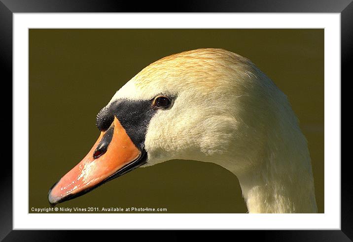 Swan Song Framed Mounted Print by Nicky Vines