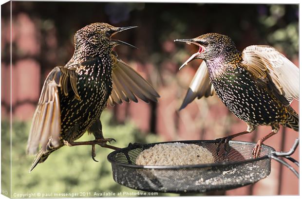 Starling Argument Canvas Print by Paul Messenger