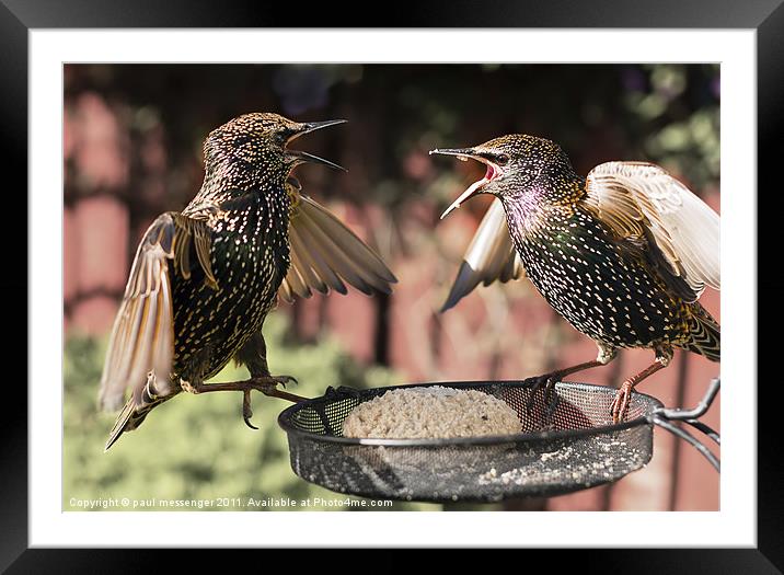Starling Argument Framed Mounted Print by Paul Messenger