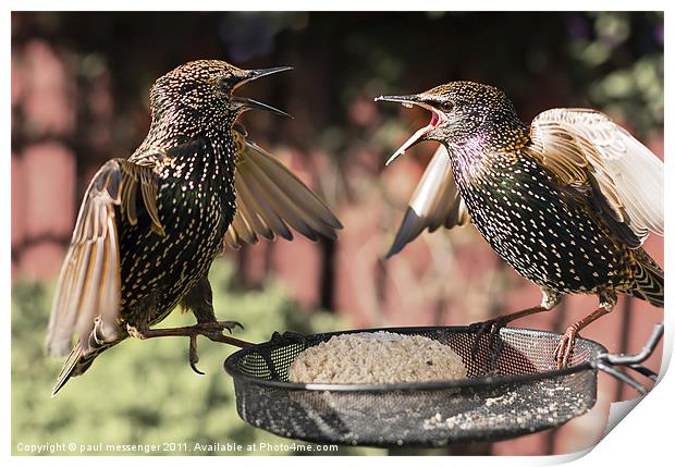 Starling Argument Print by Paul Messenger