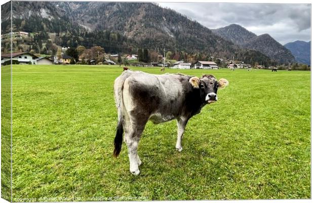 Tyrolean Grey Cow Austria     Canvas Print by David Pyatt