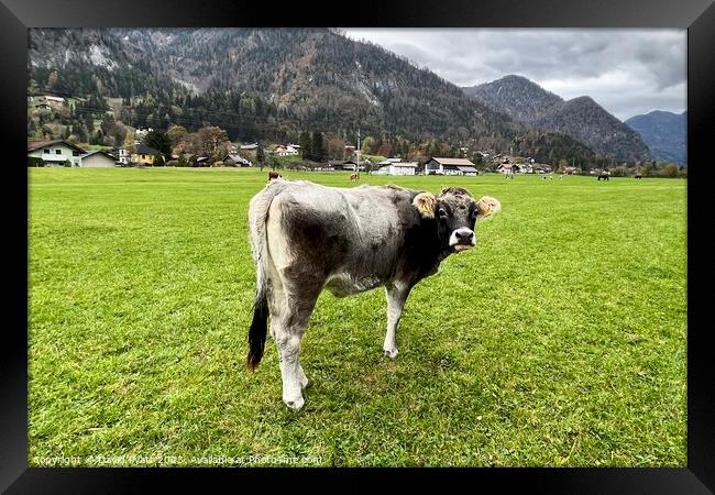Tyrolean Grey Cow Austria     Framed Print by David Pyatt