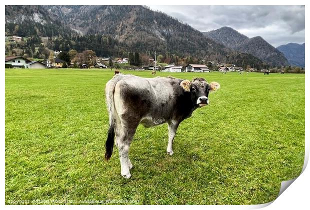Tyrolean Grey Cow Austria     Print by David Pyatt