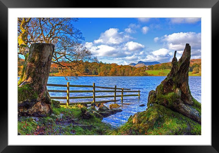 Between the trees Framed Mounted Print by Roger Green