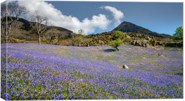 Carpet of Bluebells Canvas Print by Peter Bardsley